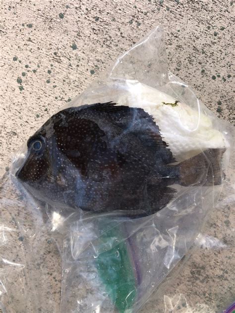 Reef Safe With Caution Fish (best and worst) .